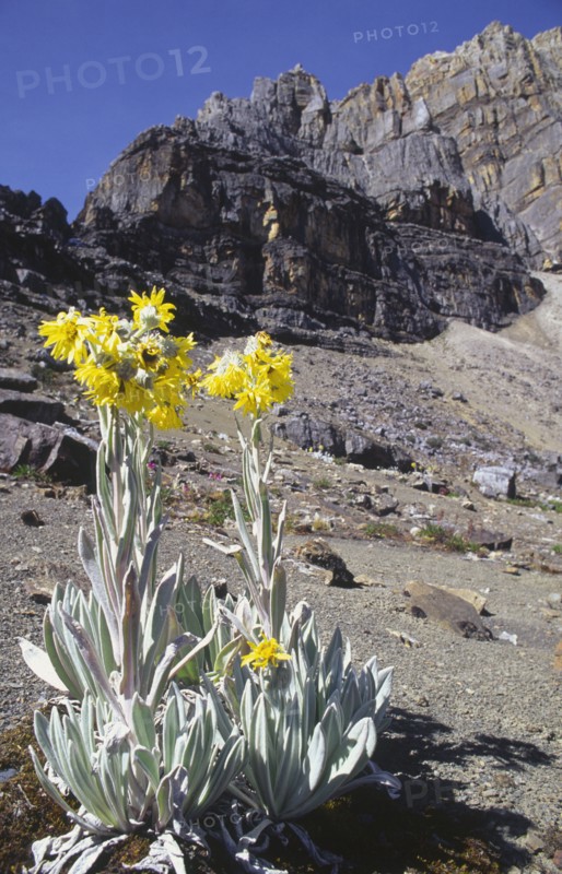 COLOMBIA, Cordillera , Boyaca, "Sierra Nevada de Cocuy, Frailejon plant with mountains in the background."