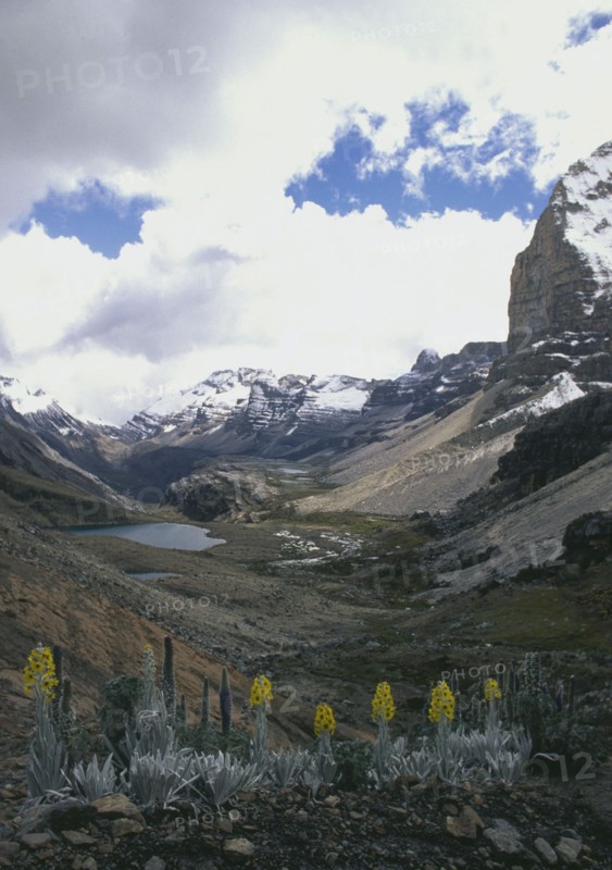 COLOMBIA, Cordillera , Boyaca, "Frailejon plants, with Sierra Nevada de Cocuy behind,"
