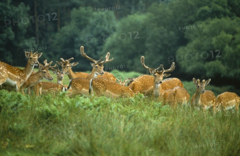 ANIMALS, Deer, Group of Fallow deer stags standing in long grass and bracken.