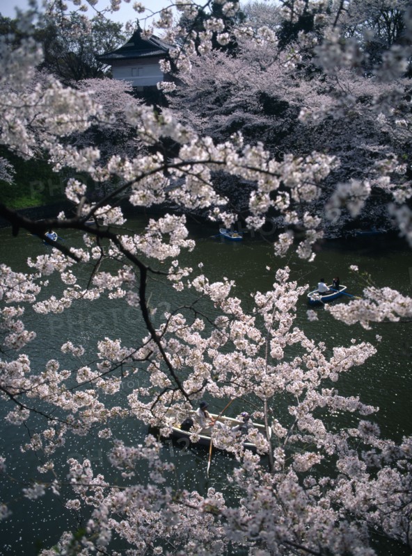 JAPAN, Honshu, Tokyo, Chidorigafuchi Park.  Boaters on lake beneath cherry blossom at Tayasu-mon gate on the north side of the Imperial Palace part seen behind.