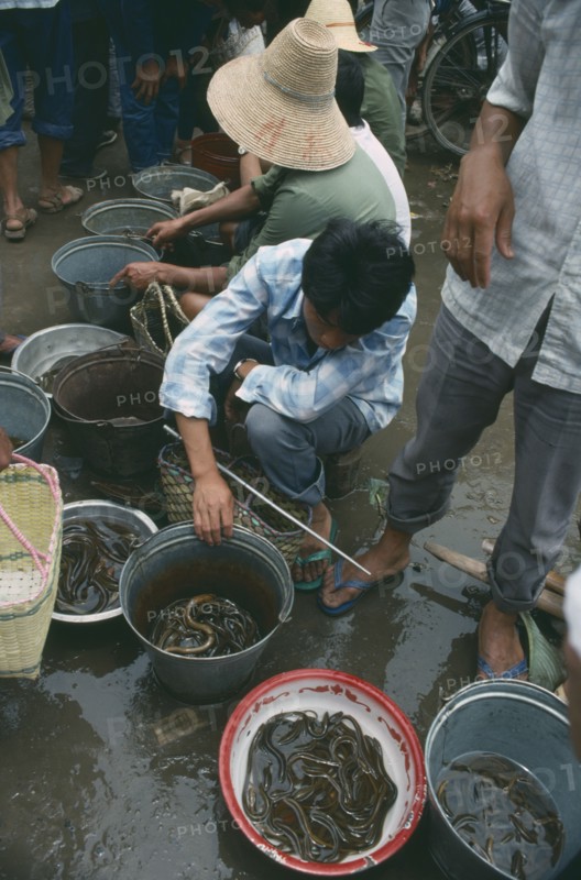 CHINA, Guangxi Province, Yangshuo, Market sellers with buckets of Eels.