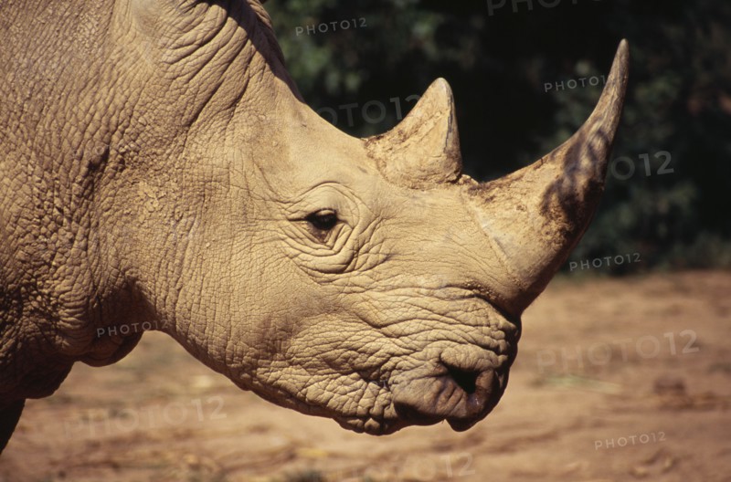 UGANDA, Entebbe Wildlife Park, "White Rhino, head and horns."