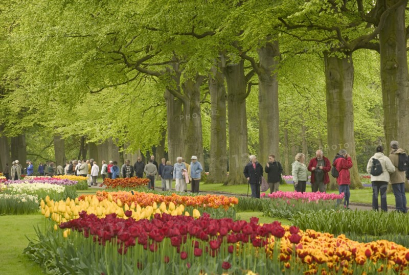 HOLLAND, South, Lisse, The Keukenhof Gardens. People walking past a row of trees and flower beds full of tulips and daffodils.