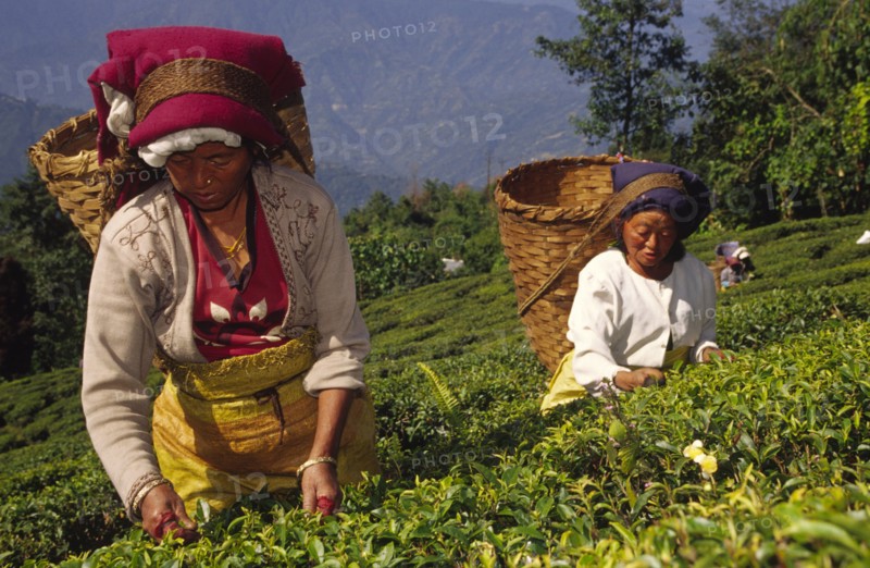 INDIA, West Bengal, Darjeeling, "Tea picking from its eighty or so tea estates, Darjeeling produces about twenty five percent of India's total tea crop. Harvesting runs for most of the year, from April to November, a process done entirely by hand by members of the town's considerable Nepali populatio"