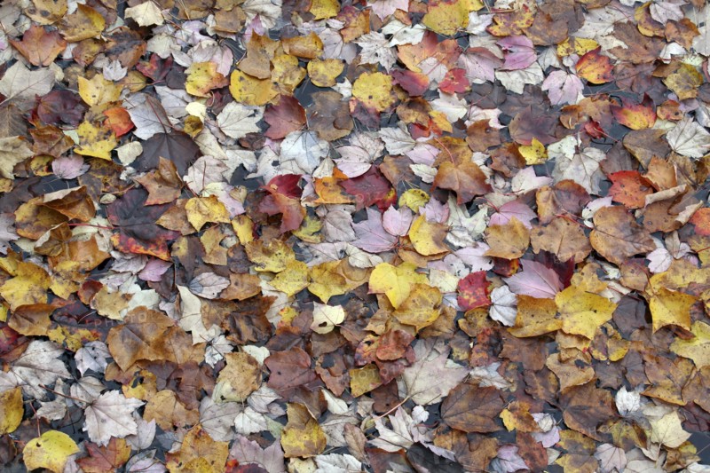 USA, New Hampshire, Nelson, "Autumn foliage, fallen leaves floating on Center Pond"