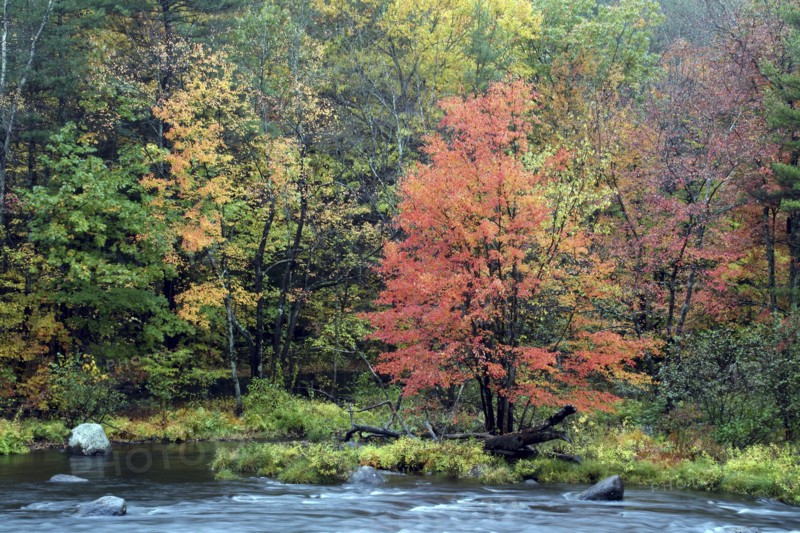 USA, New Hampshire, Henniker, Autumn foliage along the Contoocook River.