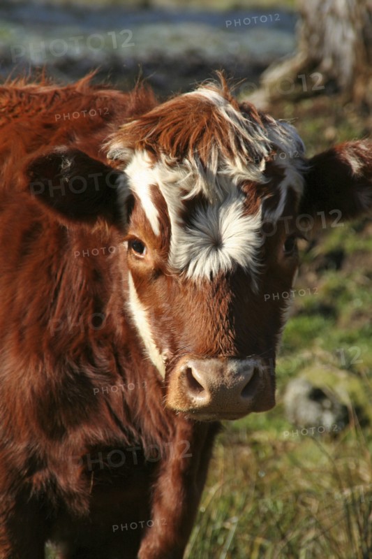 USA, New Hampshire, Farming, Cow