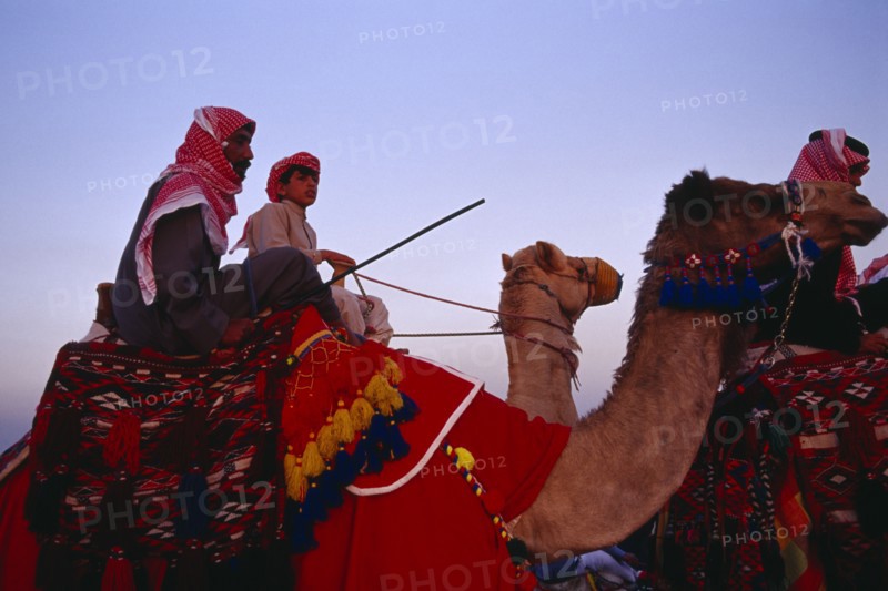 KUWAIT, Western Kuwait, Bedouin cultural show at camel racing event in the desert.  Cropped shot of man and young boy riding camels with brightly coloured saddle cloth and harness.
