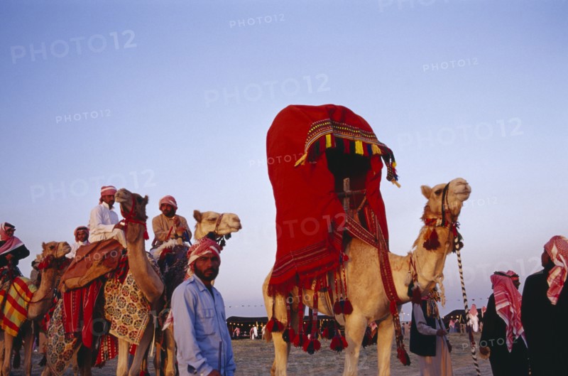 KUWAIT, Western Kuwait, Bedouin cultural show at camel racing event in the desert.  Men and camels with brightly coloured saddle cloth and harness and decorated shugduf or litter.