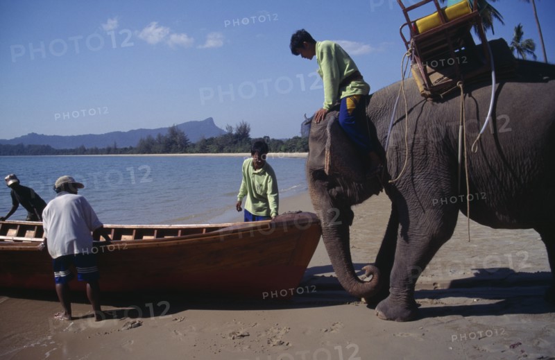 THAILAND, Krabi Province, Elephant launching newly built longtail boat.