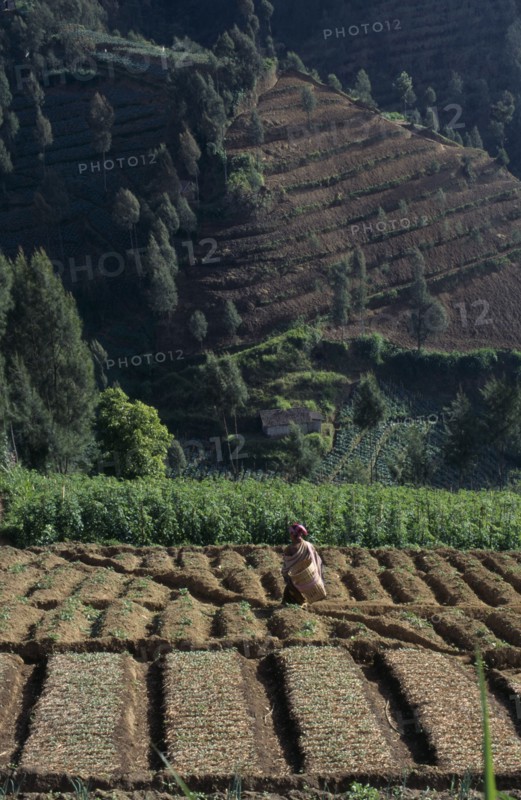 INDONESIA, Java, Mt Bromo, Woman amongst crops in terraced foothills.