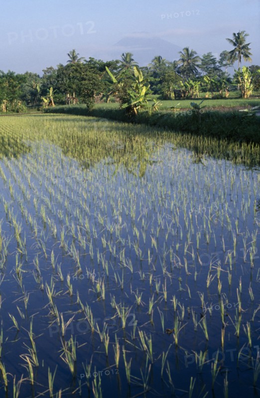 INDONESIA, Java, Mt Merapi, Rice paddy.