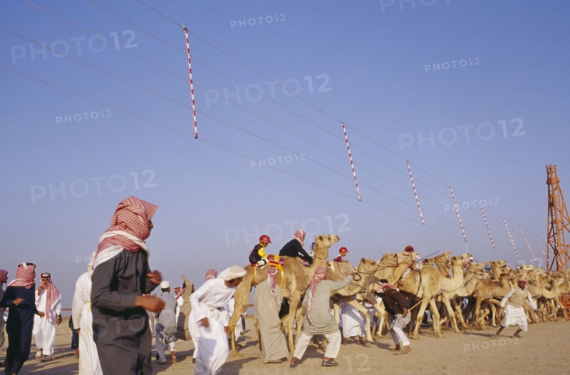 KUWAIT, Sport, Camel racing in desert area.  Camels waiting on start line.
