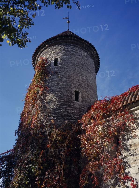 ESTONIA, Tallinn, City wall and circular tower with red creeper growing over walls and roof.