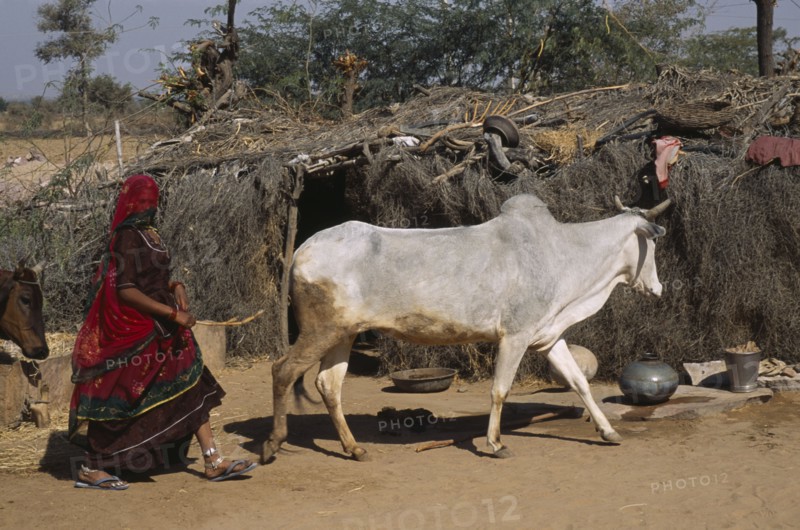 INDIA, Rajasthan, Garou, Bishnoi woman herding cattle past thatched shelter made from wood and straw in village near Jodhpur.