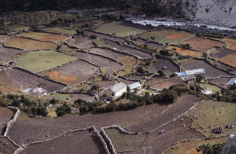 NEPAL, Khumbu Region, Pangboche, Crops and lifestock in patchwork of terraced fields and Sherpa houses.