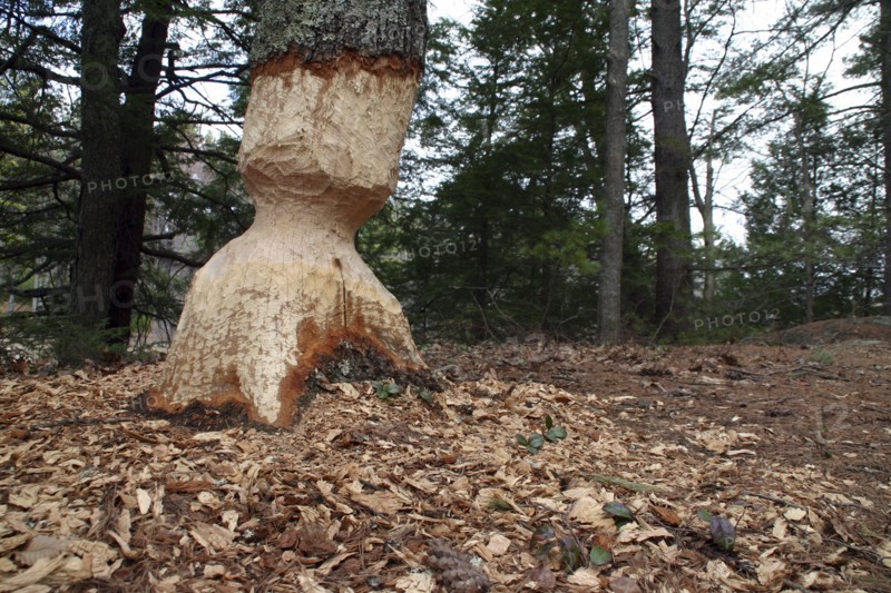 USA, New Hampshire, Trees, Tree eaten by Beaver