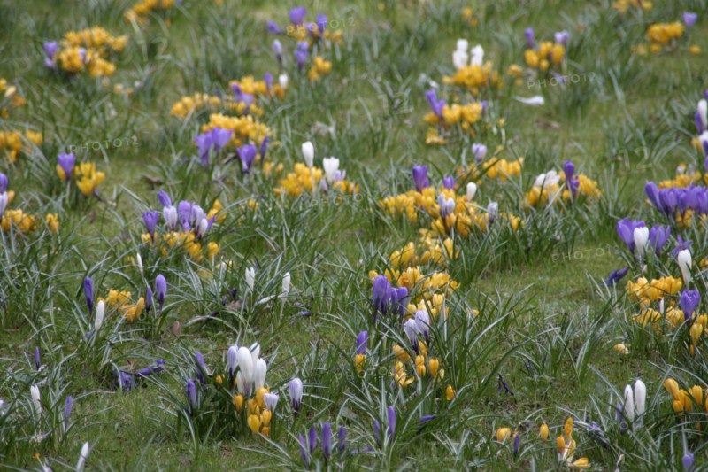 GERMANY, Bad Orb, Flora, Spring Crocus flowers