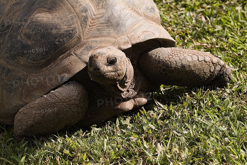 Australia, Queensland, Beerwah, Darwins Own Tortoise - The oldest creature on earth - Australia Zoo