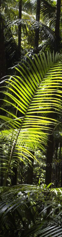 Australia, Queensland, The Gold Coast, Rainforest - Tamborine Mountain