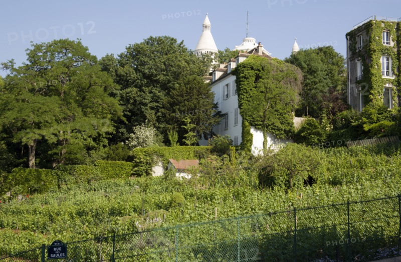FRANCE, Ile de France, Paris, The Montmartre vineyard on the Rue des Saules. The last surviving vineyard in Paris with the Ovoid dome of the Church of Sacre Coeur beyond
