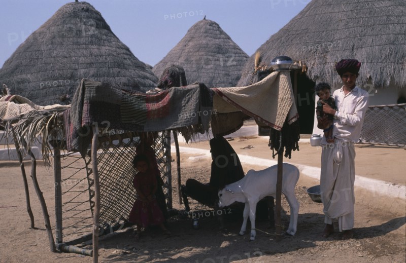 INDIA, Gujarat, Kutch, Family with white calf in shelter made from quilts spread over wooden frame and charpoy on its side with thatched buildings behind in desert village of Tunda Wali-Wadh.