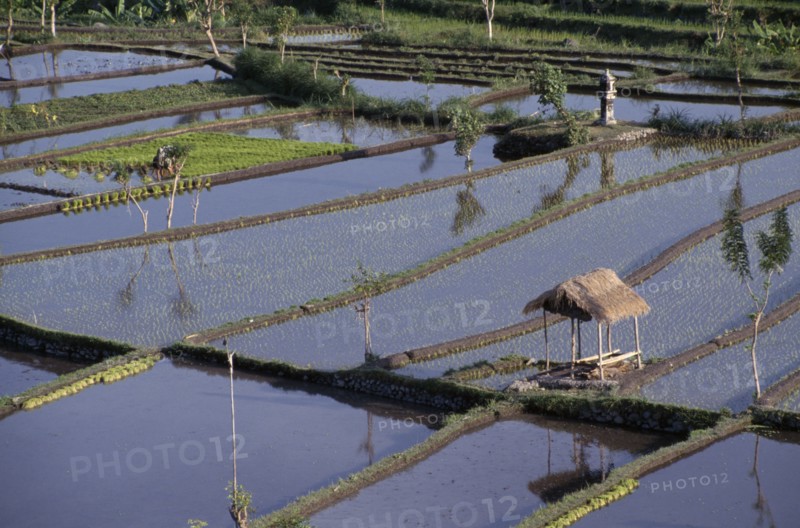 INDONESIA, Bali, Farming, Woman working in rice paddy fields.