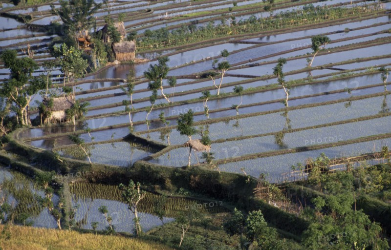 INDONESIA, Bali, Farming, Patchwork of rice paddy fields.