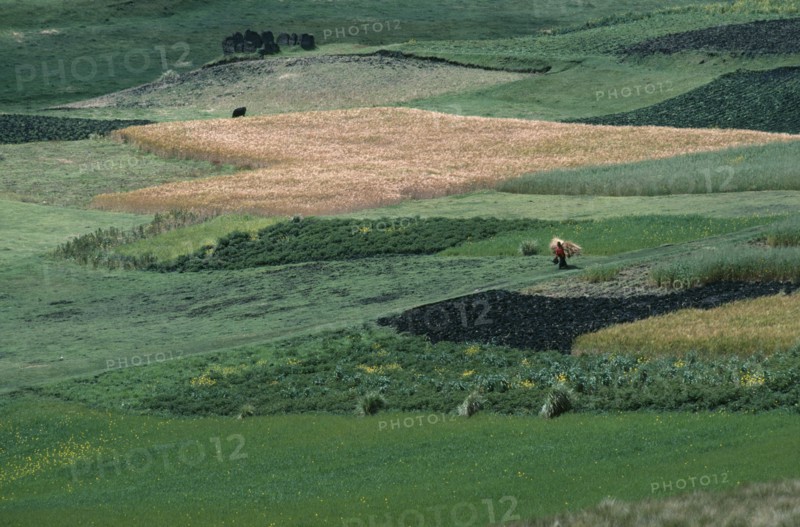 ECUADOR, Zalaron, Distant view of woman walking through patchwork of fields bringing hay back to her village.