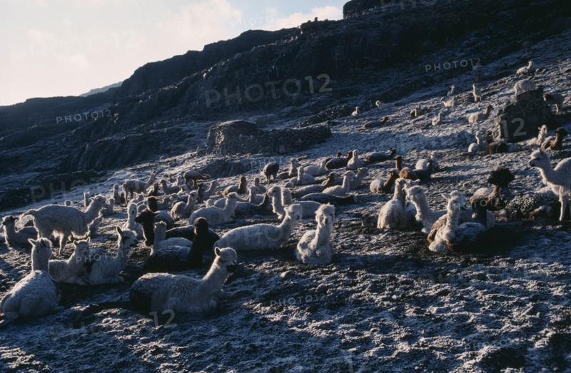 BOLIVIA, Charazani, Pelechuco Pass, Llamas in pasture camp at dawn in light snow.