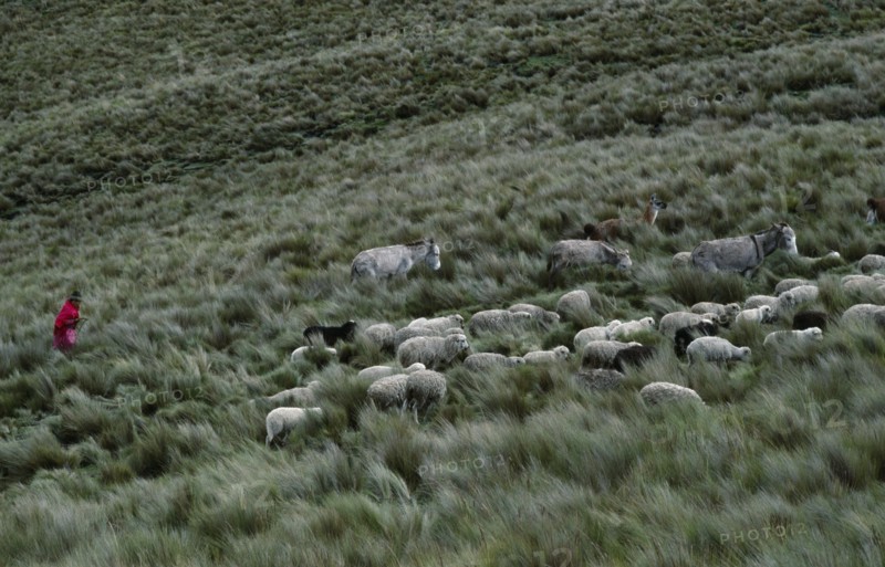 ECUADOR, Zumbahua, Young girl taking her livestock up to paramo to pasture.