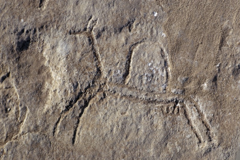 QATAR, Fuhairat, Ancient rock engravings of animals
