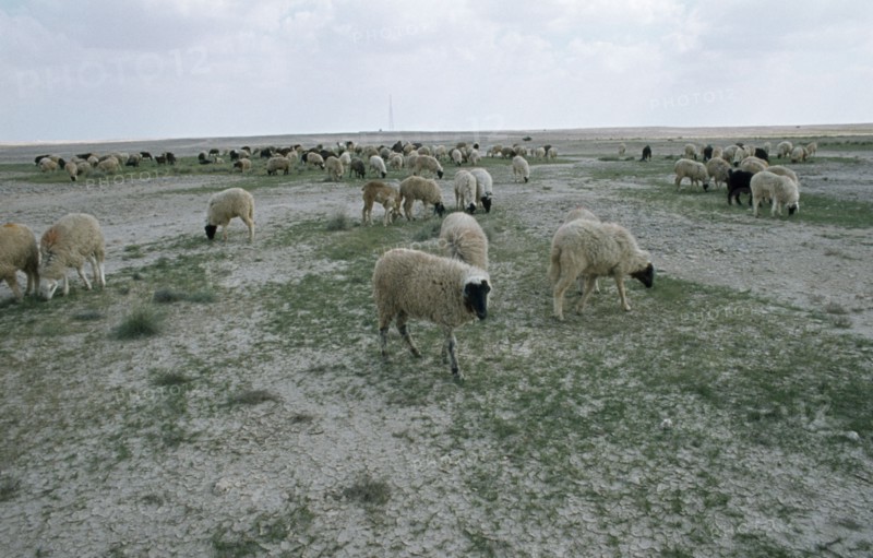 QATAR, Agriculture, Sheep farming on the edge of the desert