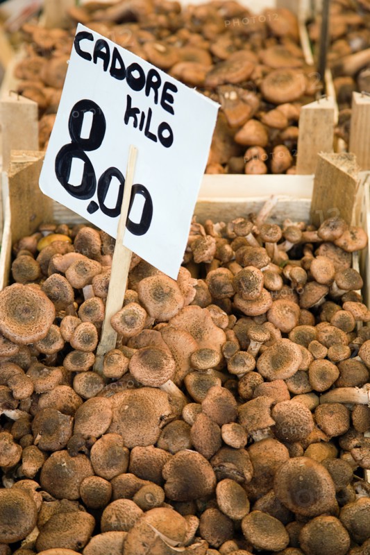 ITALY, Veneto, Venice, Cadore mushrooms for sale in the Rialto Market