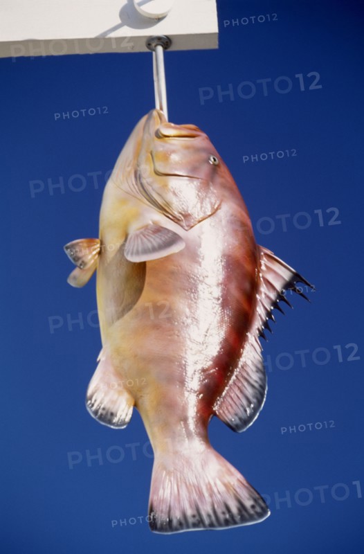 USA, Florida, Ornamental display of hanging tropical fish against a blue sky