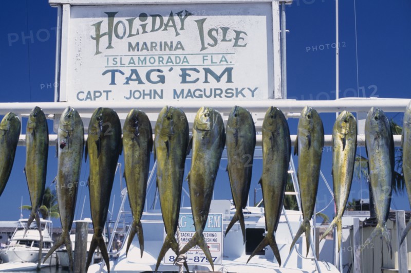 USA, Florida, A catch of Dolphin Fish hanging up in a marina
