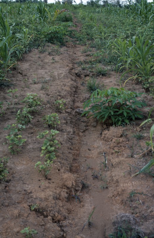 INDONESIA, Sumatra, Environmental, Soil erosion due to ploughing down slope.
