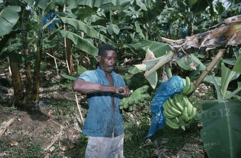 ST LUCIA, River Dorée, Plantation worker cutting bunches of green bananas.