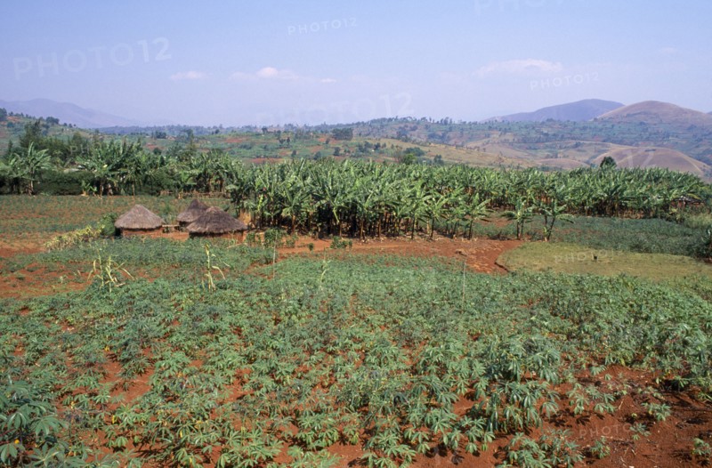RWANDA, South West, Agriculture, Field of cassava and banana plantation on farm in French protection zone.