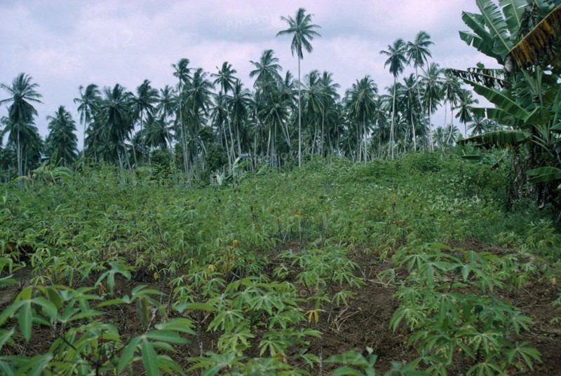 ZANZIBAR, Farming, Field of cassava.