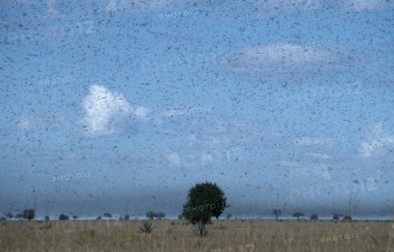 MADAGASCAR, Insects, Locusts, Swarm of locusts moving south towards Toliara.