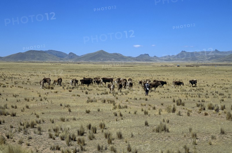 PERU, Farming, Animal, "Cattle grazing on plain in Andes mountain range, Puno to Cusco Perurail train journey"