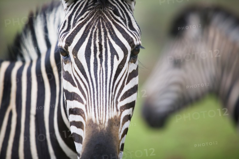 SOUTH AFRICA, Gauteng, Zebras in the Pilanesburg National Park.