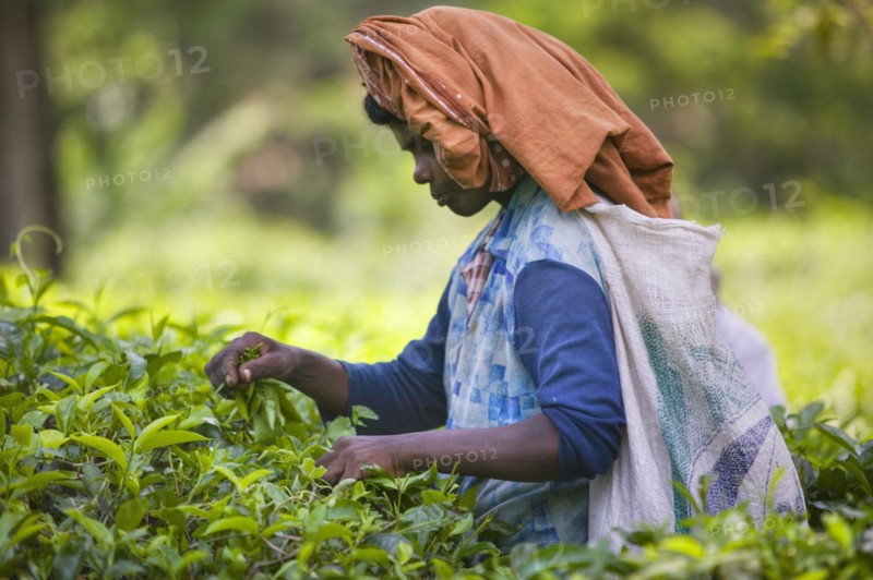 SRI LANKA, Kandy, Picking tea in the hill plantations around Kandy.