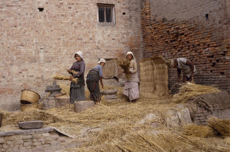 NEPAL, Patan, Women threshing wheat in the street.