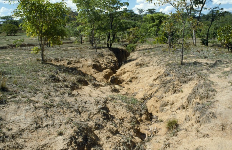ZIMBABWE, Murewa District, Agriculture, Fertile land becoming barren due to erosion of soil.