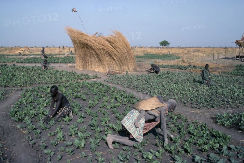 SUDAN, Agriculture, Farming, "Dinka tending tobacco crop, woman carrying child on her back in foreground."