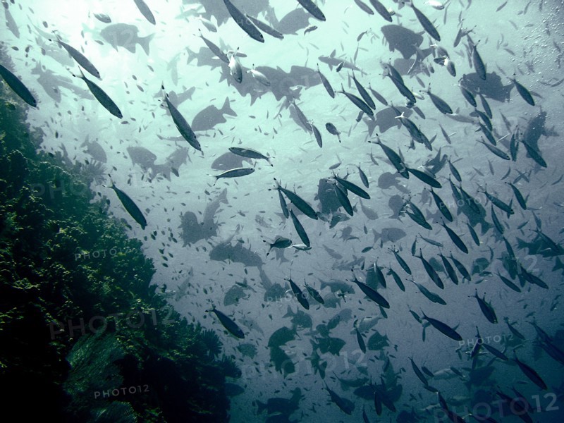 Australia, Queensland, Gold Coast, Baitfish on 9 Mile Reef while looking for Nurse Sharks