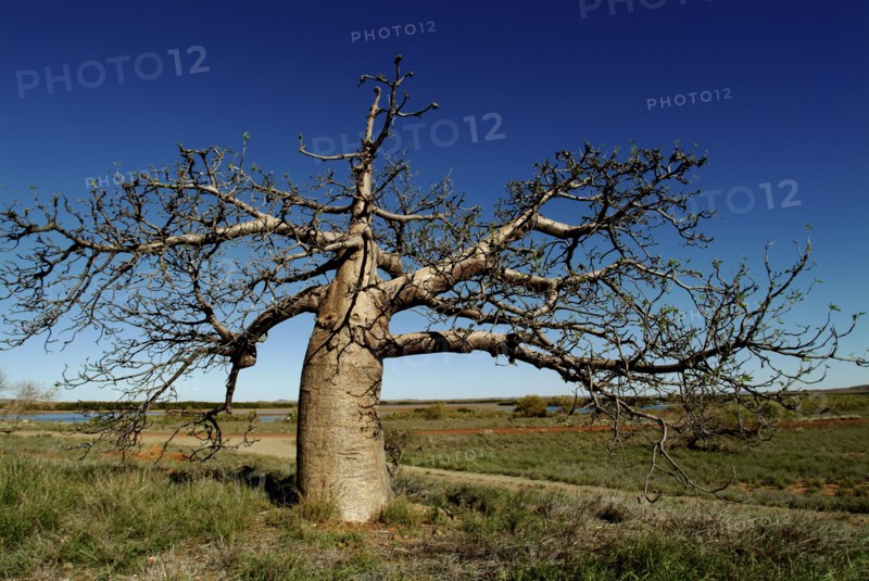 Australia, Northern Territory, Dampier, Boab Tree on the Dampier Penninsula