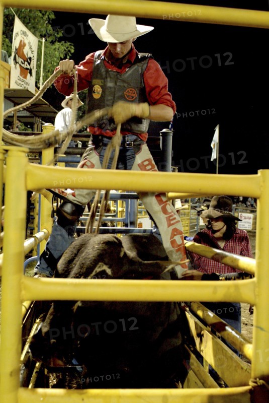 Australia, Northern Territory, Darwin, Darwin Rodeo - the rider is being tied to the bull.